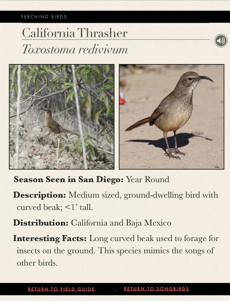 Cabrillo National Monument: Native Birds – California Thrasher (Taxostoma redivivum) description