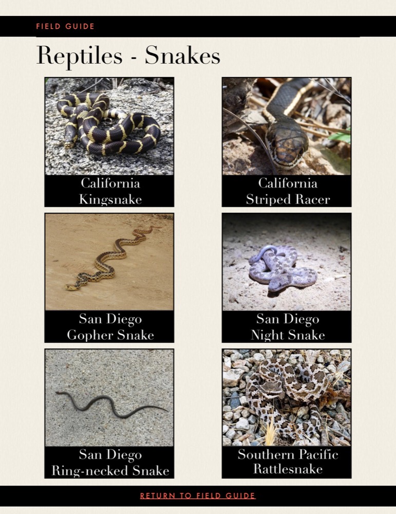 Cabrillo National Monument: Native Herptiles – Snakes Section