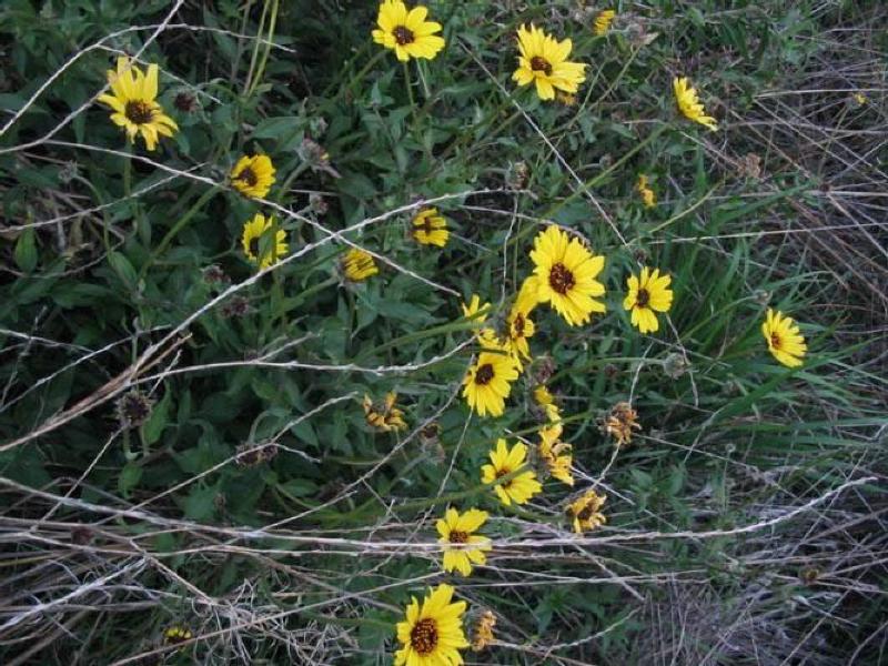 Encelia californica, Bush Sunflower, in bloom Encelia californica, Bush Sunflower, in bloom