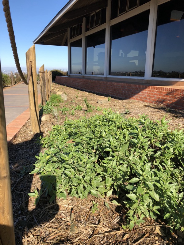 West facing side of Visitor Center with new native plant species and railing West facing side of Visitor Center with new native plant species and railing