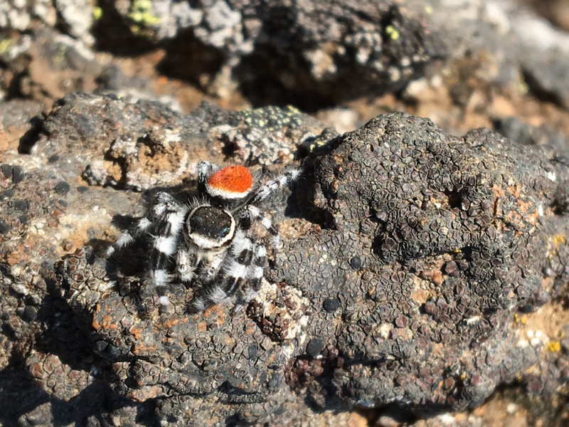 a jumping spider (Phidippus adumbratus)