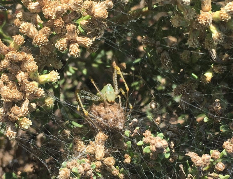 a Green Lynx Spider (Peucetia viridans) guards her eggs