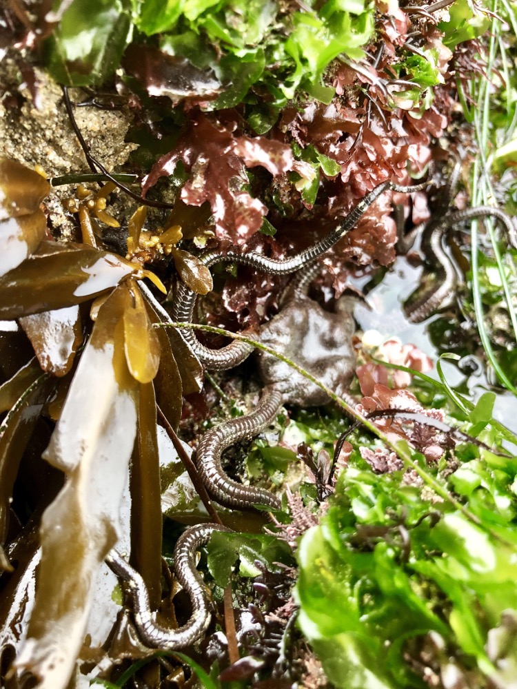 Brittle Star camouflaging amongst many species of algae.