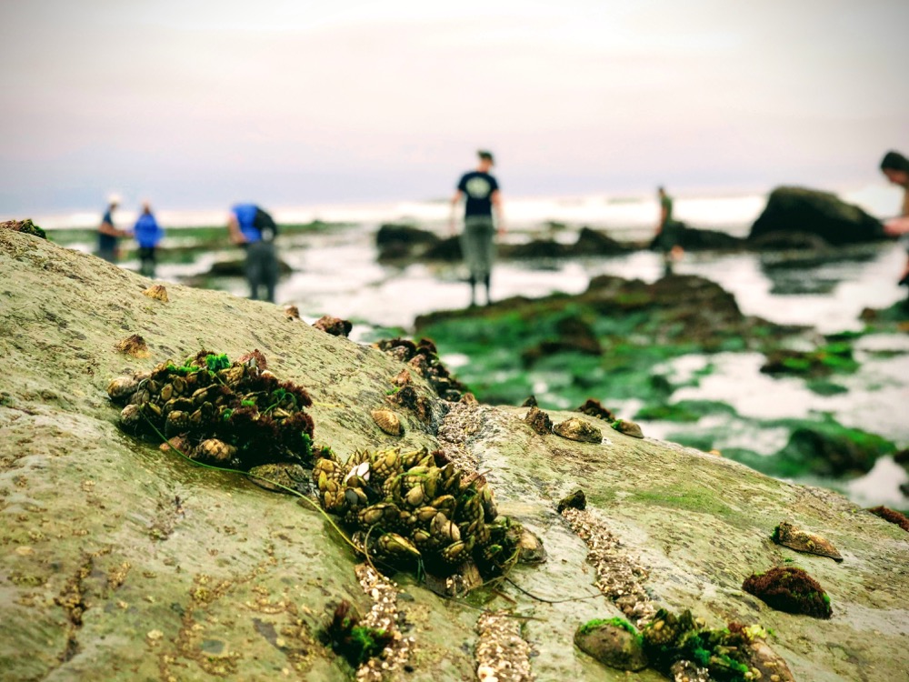 Species of limpets, barnacles and anemones cover the rock while the Cabrillo Team surveys more biodiversity in the rocky intertidal.