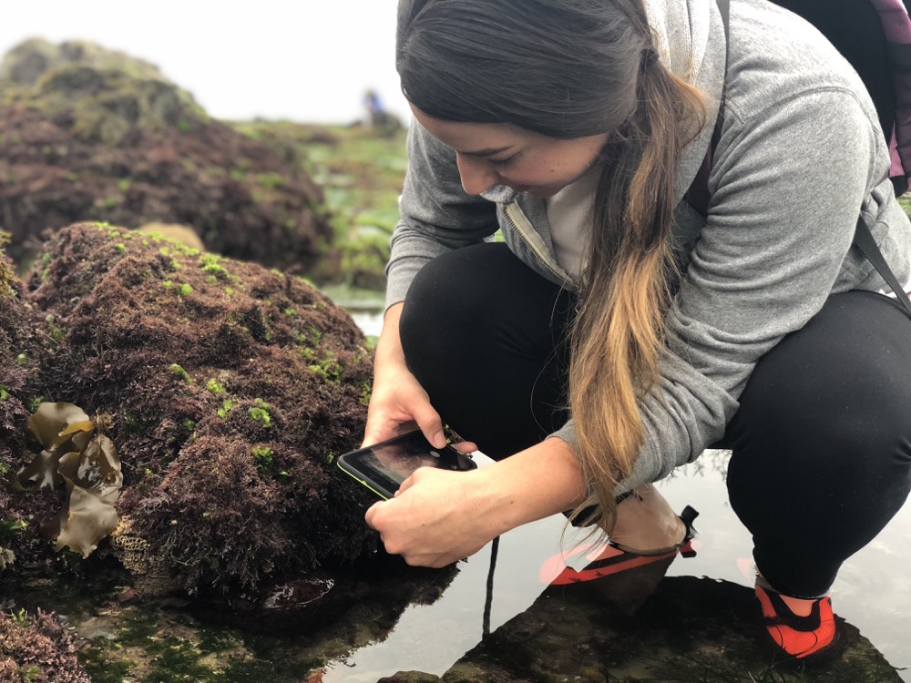 Lauren Briggs records a Brown California Sea Hare, Aplysia californica, using iNaturalist. 