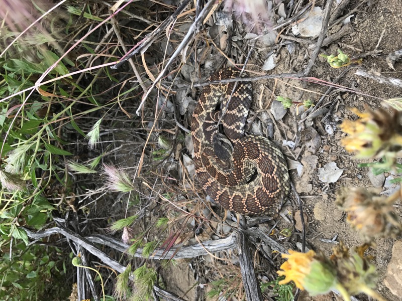 – the Southern Pacific Rattlesnake (Crotalus oreganus helleri) is a venomous snake found at Cabrillo National Monument.