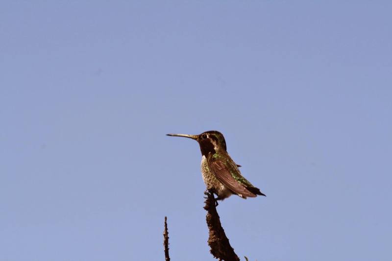 A tiny Anna's hummingbird perches on the tips of the Agave.