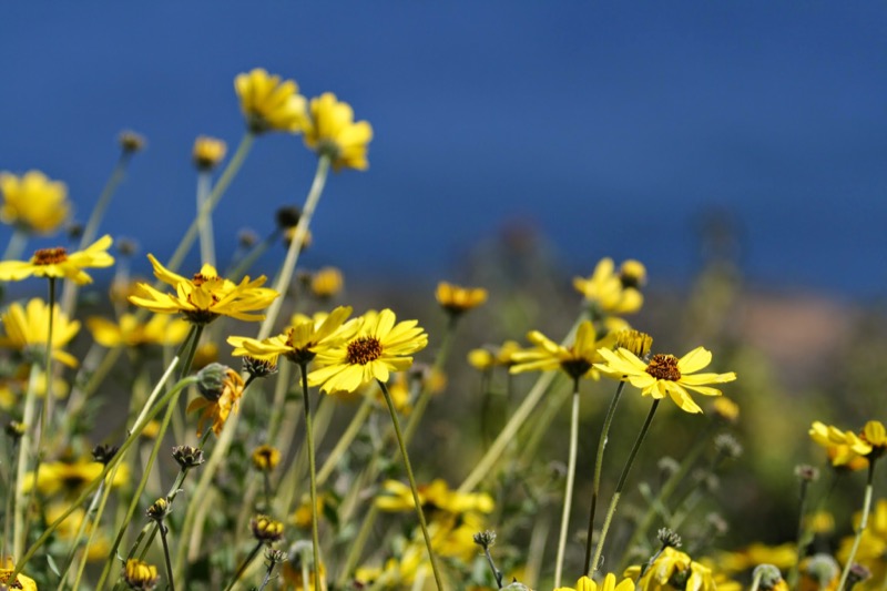 Sea Dahlias bloom bright yellow on the coastal slopes.