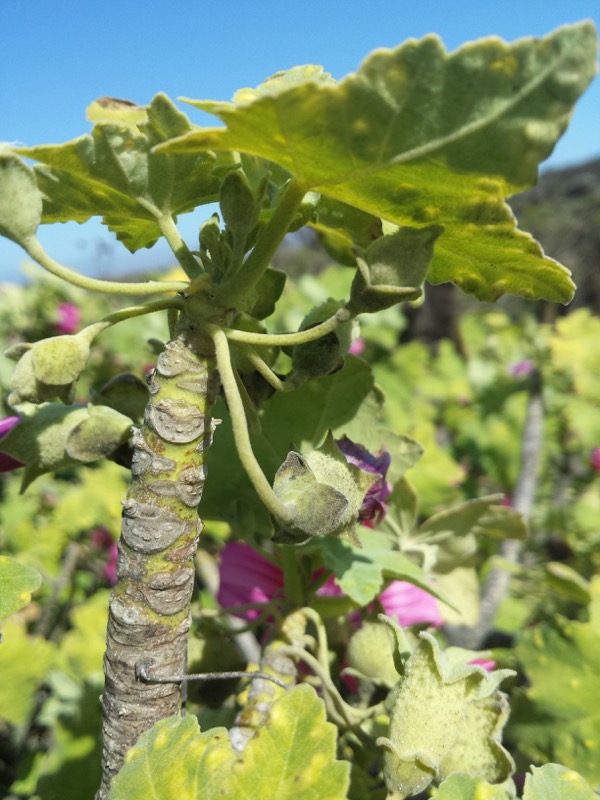 Photo of the Lavatera plant