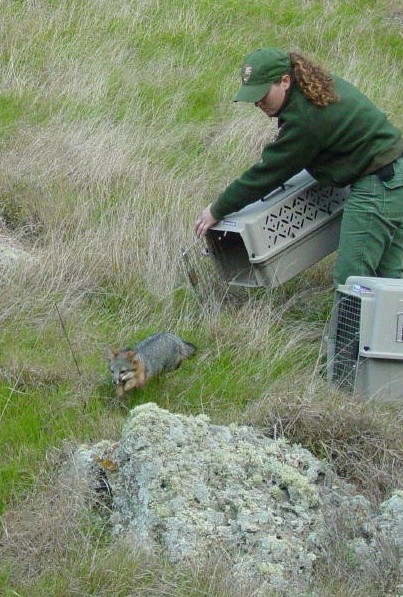 an Island Fox (Urocyon littoralis) is released after a captive breeding and restoration program that took place at Channel Islands National Park during the early 2000s.