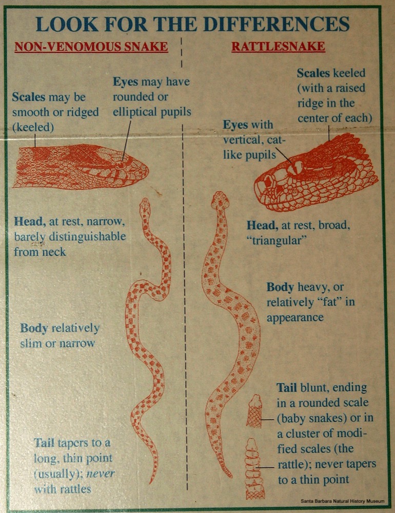 An infographic that depicts an illustrated gopher snake and rattlesnake side-by-side, illustrating the key differences between them and how to identify which is which.
