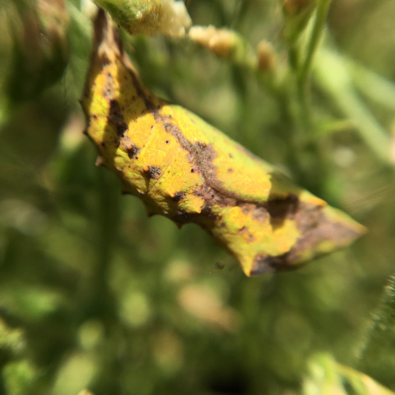 Photo showing the yellowish- brown chrysalis of the American Lady butterfly