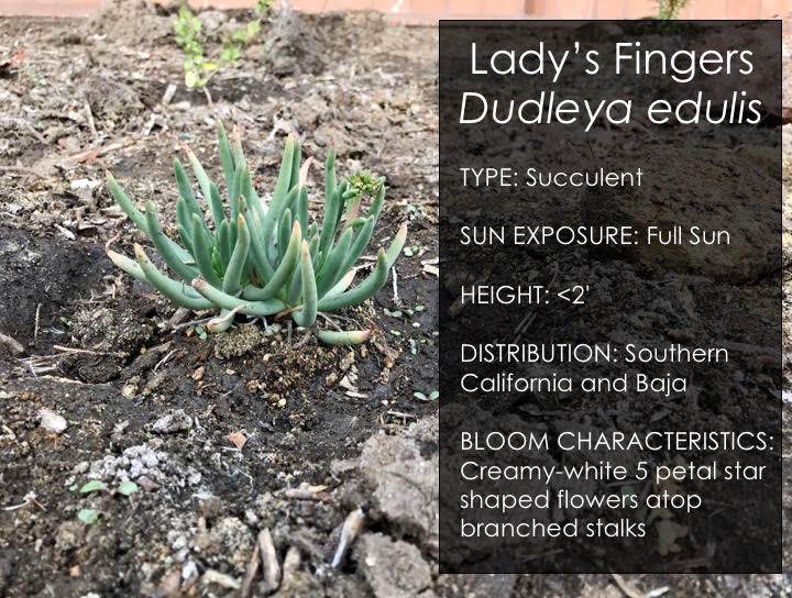 Lady's Fingers Light green succulent with finger-like fleshy leaves with text written to the right within a black box