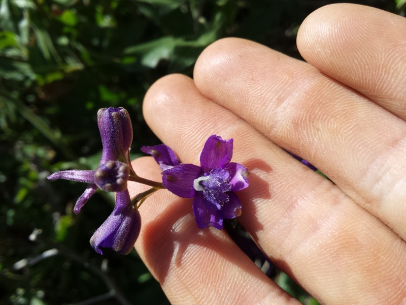 Photo of a Larkspur flower