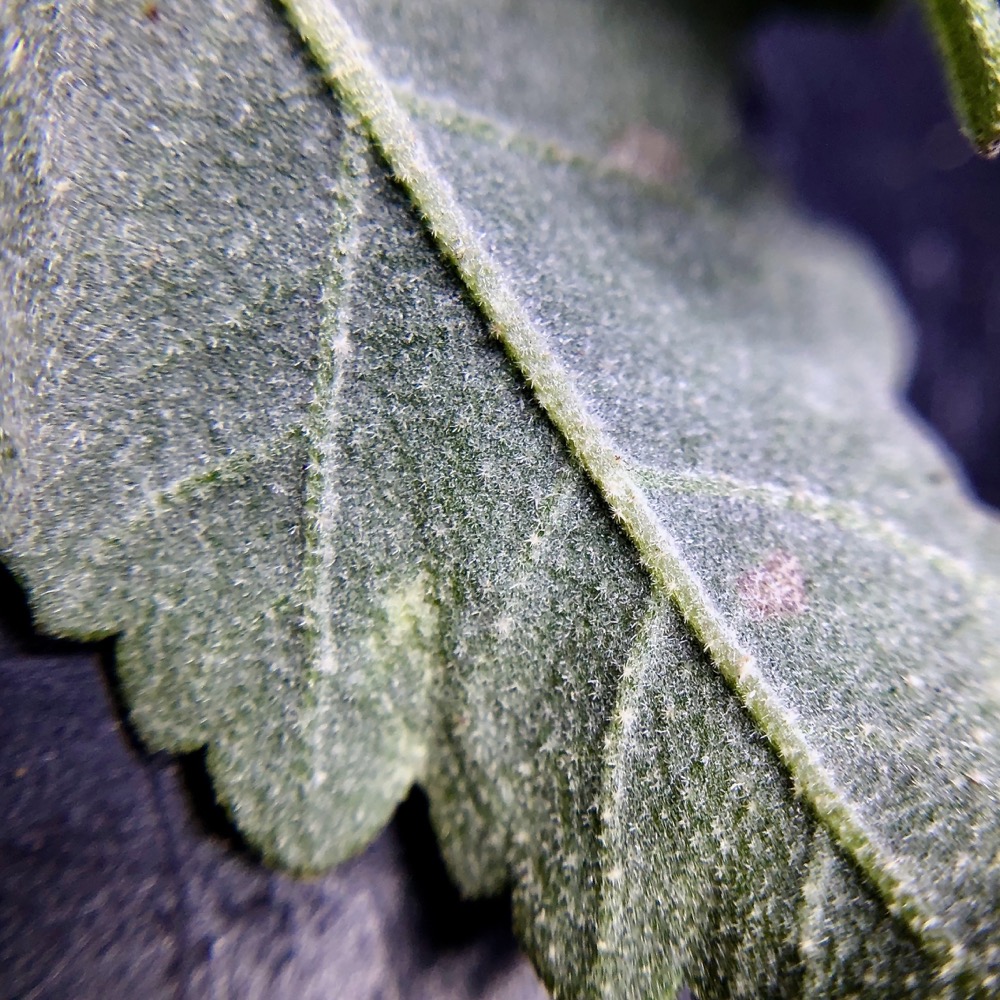 A view of the many tiny hairs, or trichomes, that cover the leaves of the Coastal Bushmallow.
