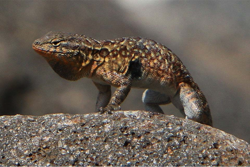 Western Side-Blotched Lizard basking in the sun