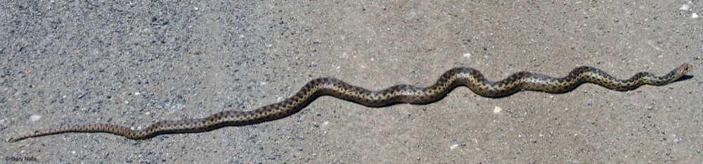 A long, yellow-tan San Diego Gopher Snake is stretched out across a sandy trail. 