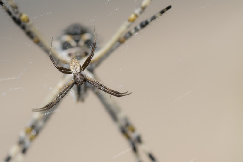 The male silver argiope (Argiope argentata) is markedly smaller than the female (background).  Here they temporarily share her web during courtship.