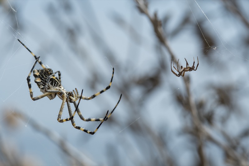 A second male (right) enters the web courting the much larger female Silver argiope or silver garden orb-weaving spider (Argiope argentata)