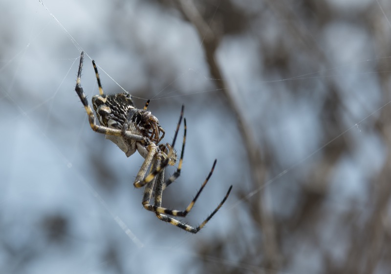 A male silver argiope (Argiope argentata) mates with the much larger female.