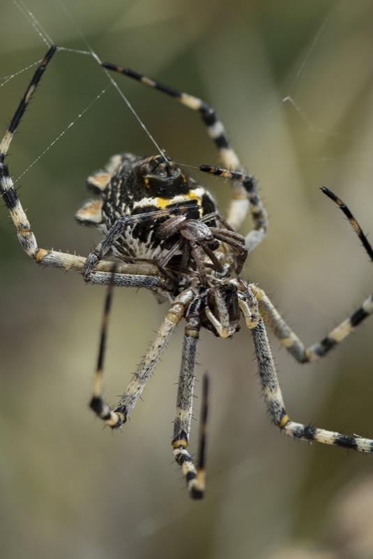 A male silver argiope (Argiope argentata) mates with the much larger female.