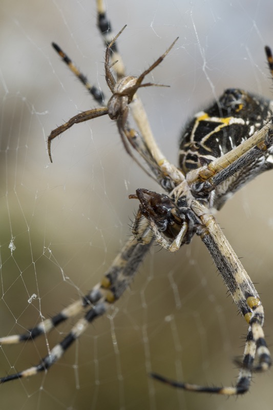 A female silver argiope (Argiope argentata) consumes the male that only moments ago was her mate.  Another male stands by.