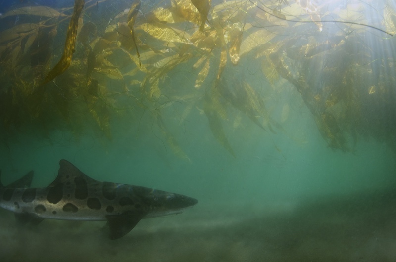 Leopard Sharks