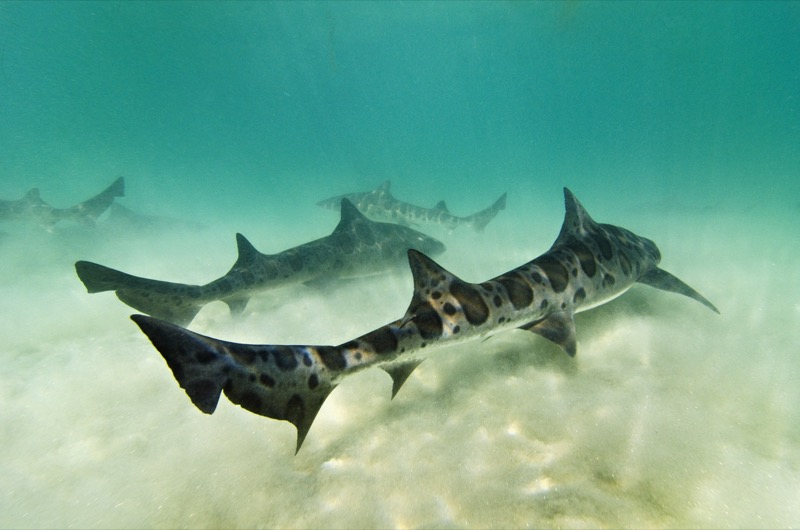 Leopard Sharks