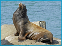 A male California Sea Lion (Zalophus californianus) stands upright on some rocks.