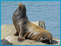 A male California Sea Lion (Zalophus californianus) stands upright on some rocks. A male California Sea Lion (Zalophus californianus) stands upright on some rocks.