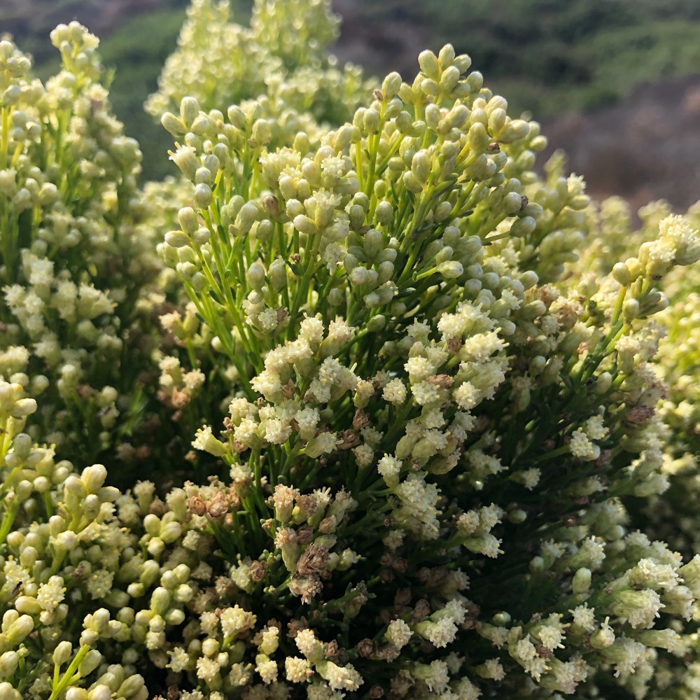 A cluster of male buds and open flowers.