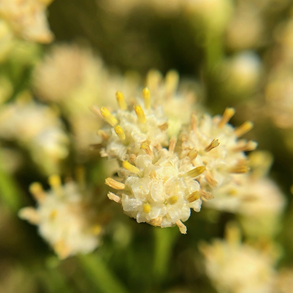 Close-up of male flowers where creamy white petals can be seen.