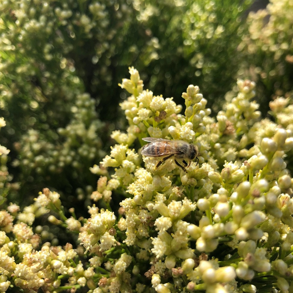 A cluster of male flowers are visited by a foraging bee looking for nectar.