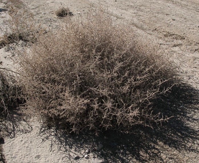 Photo of a mature Russian Thistle