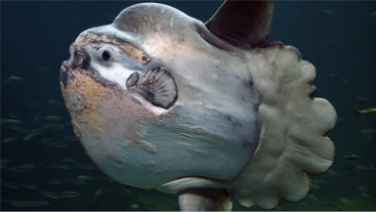 Photo of a Mola mola fish