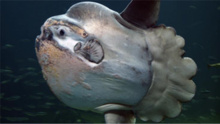 Mola mola fish Photo of a Mola mola fish