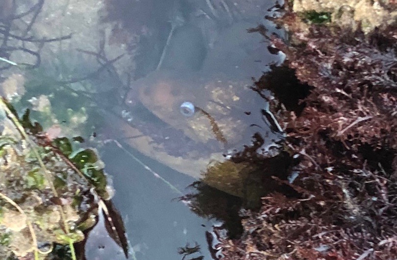 A California Moray Eel peeking out of a bed of algae in Cabrillo’s tidepools.