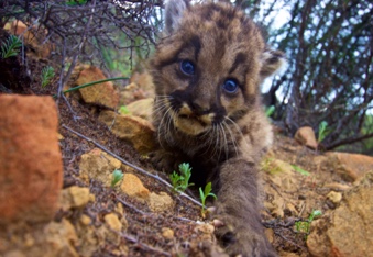 A small Mountain lion cub is captured by a camera trap as it crawls down back toward its den in the Santa Monica Mountains.