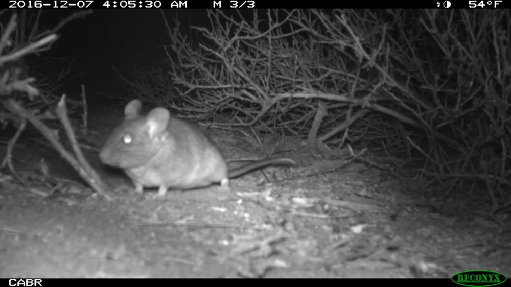 A woodrat on the ground in between native scrubs at 4:05 a.m. on December 12, 2016.