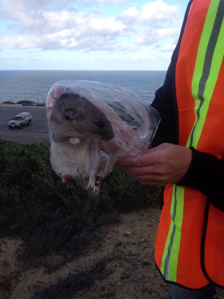 Trained personnel holding a woodrat during small mammal trapping for the 2016 Bioblitz in Cabrillo National Monument 