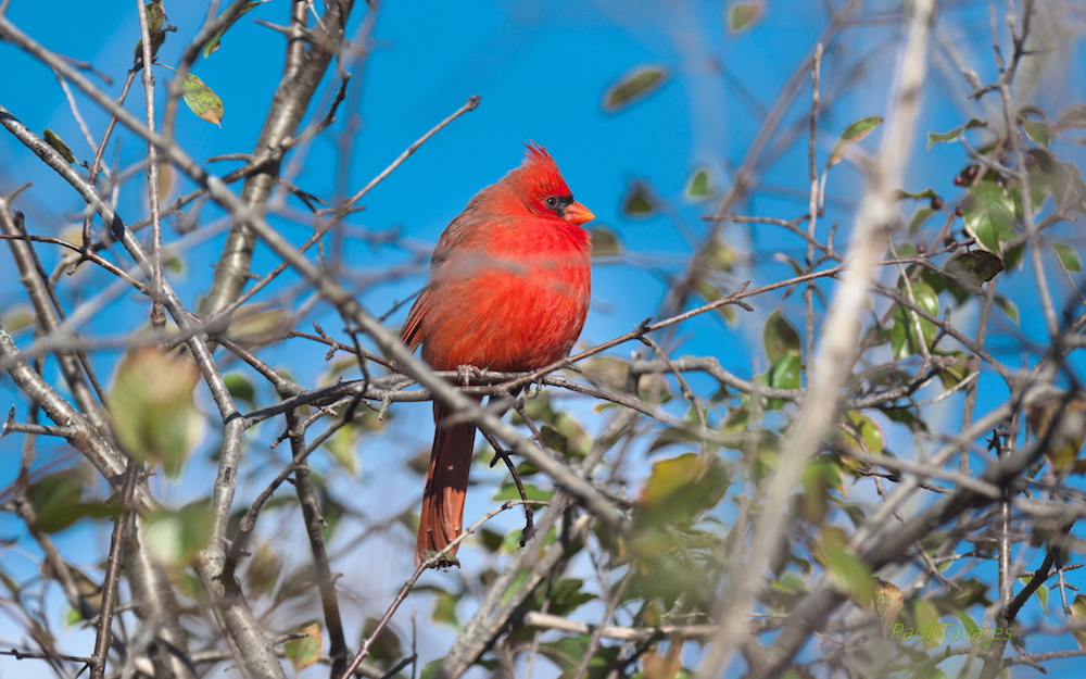 The distinguishing crest of a Northern Cardinal.