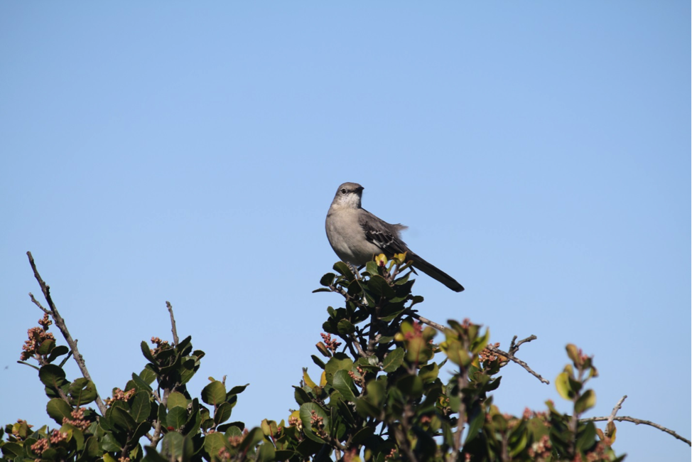 Photo of a Northern Mockingbird