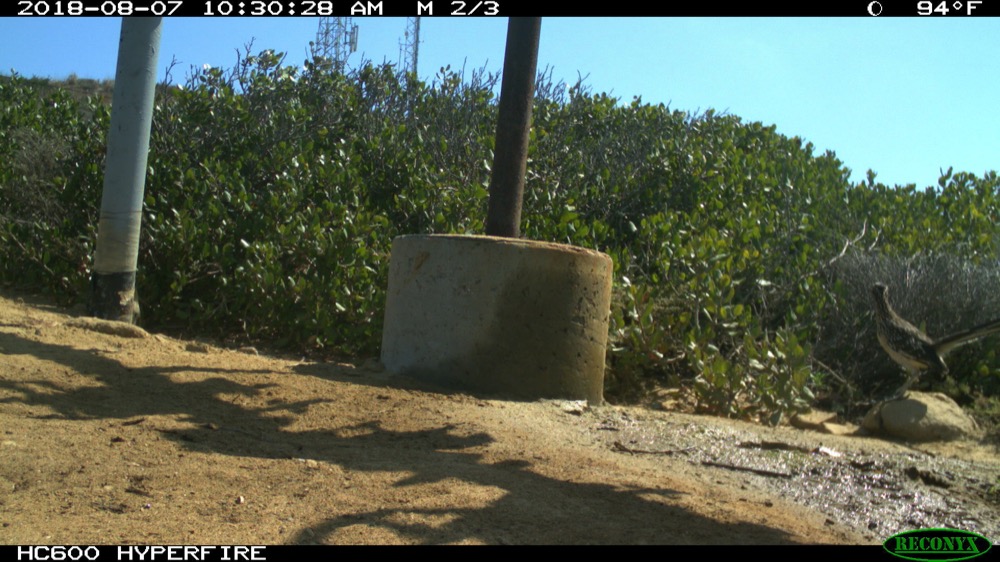 Single roadrunner captured on a camera trap in Cabrillo National Monument