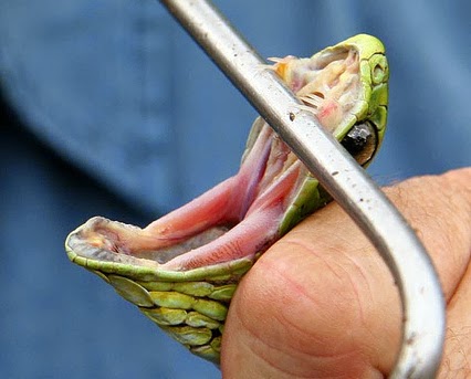 The opisthoglyphous back-fangs of a Boomslang (Dispholidus typus).