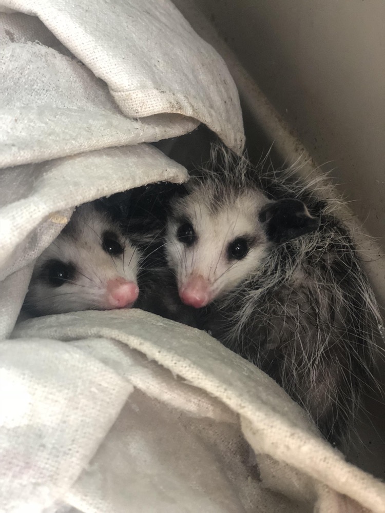 Two baby opossums being transported to Project Wildlife