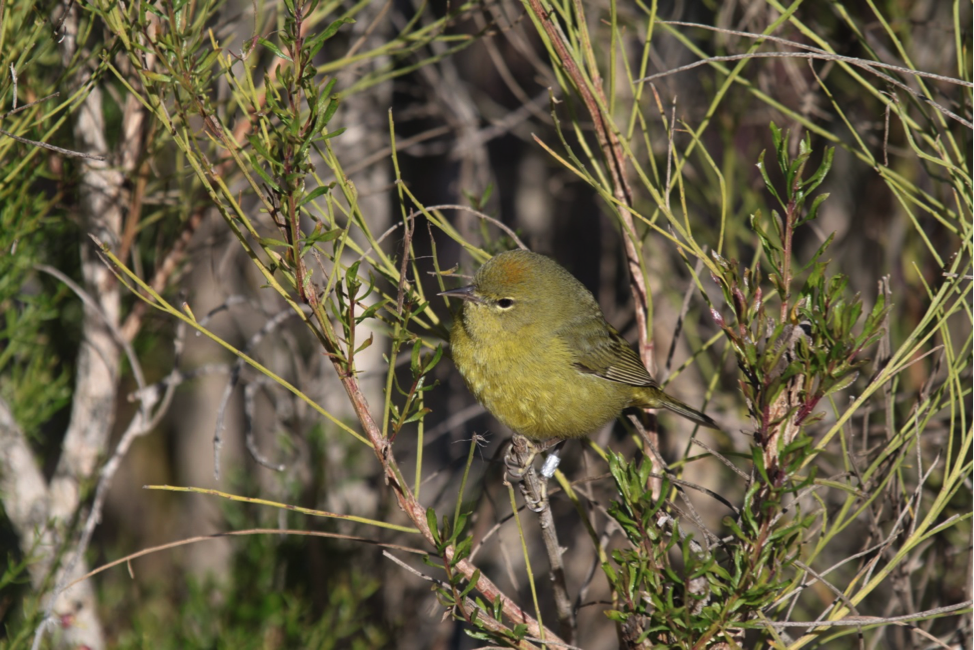 Photo of a Orange Crowned Warbler