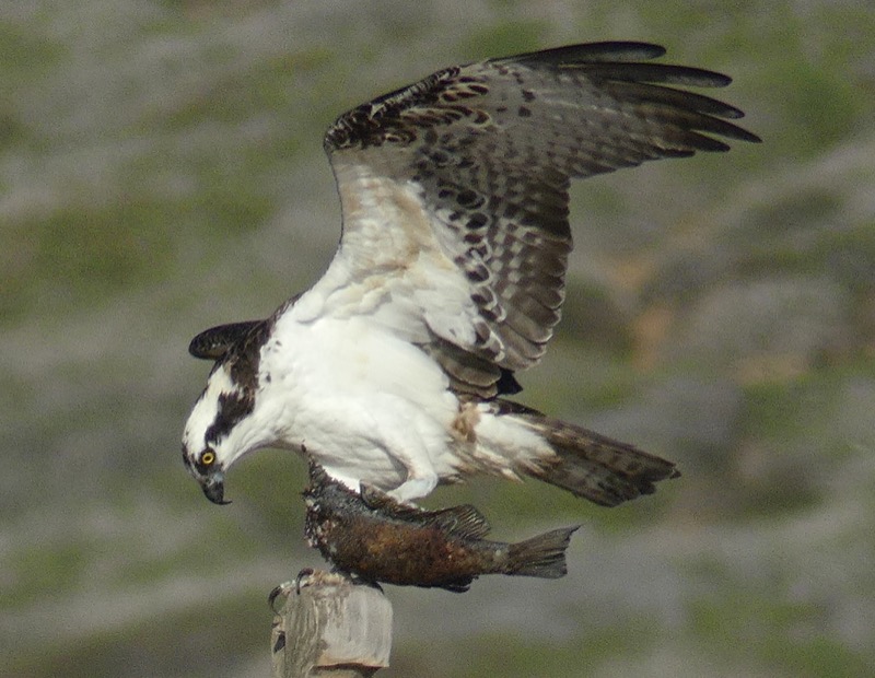 Osprey (Pandion haliaetus) clasps a fish in his talons