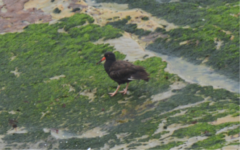 Photo of an Oystercatcher Photo of an Oystercatcher