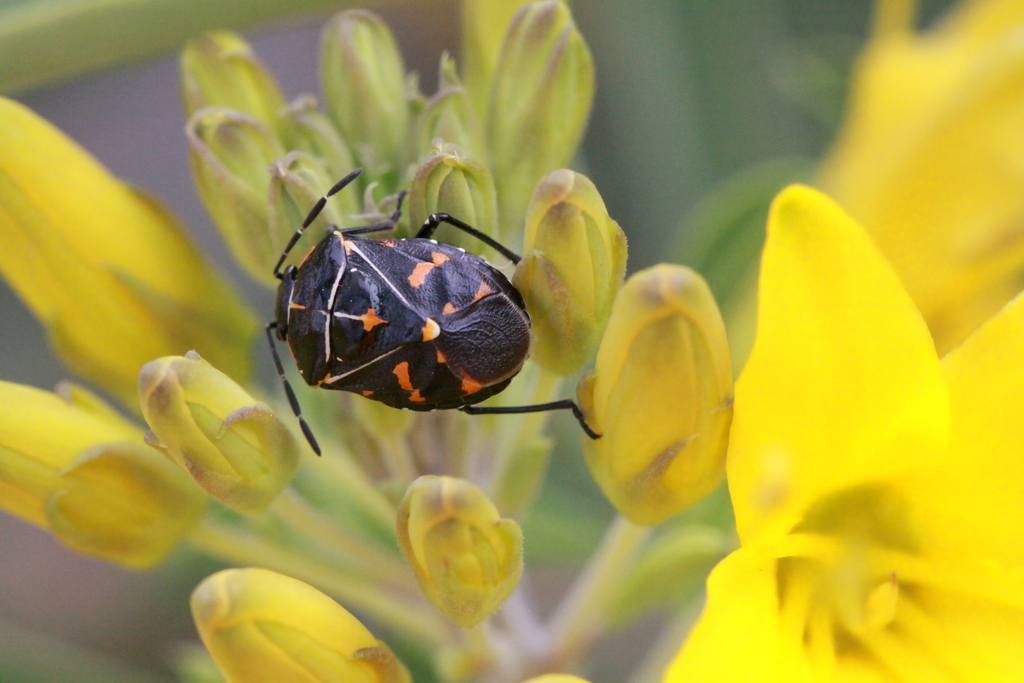 A Harlequin Bug (Murgantia histrionica) NPS Photo/Patricia Simpson: A Harlequin Bug (Murgantia histrionica).