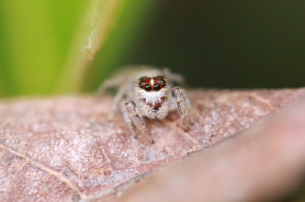 A native jumping spider (Phanias harfordi).
